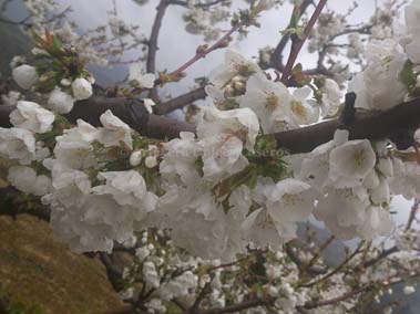 Artevera Dulces Caseros en el cerezo en flor